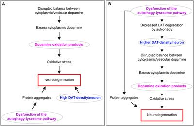 Selective dopaminergic vulnerability in Parkinson’s disease: new insights into the role of DAT